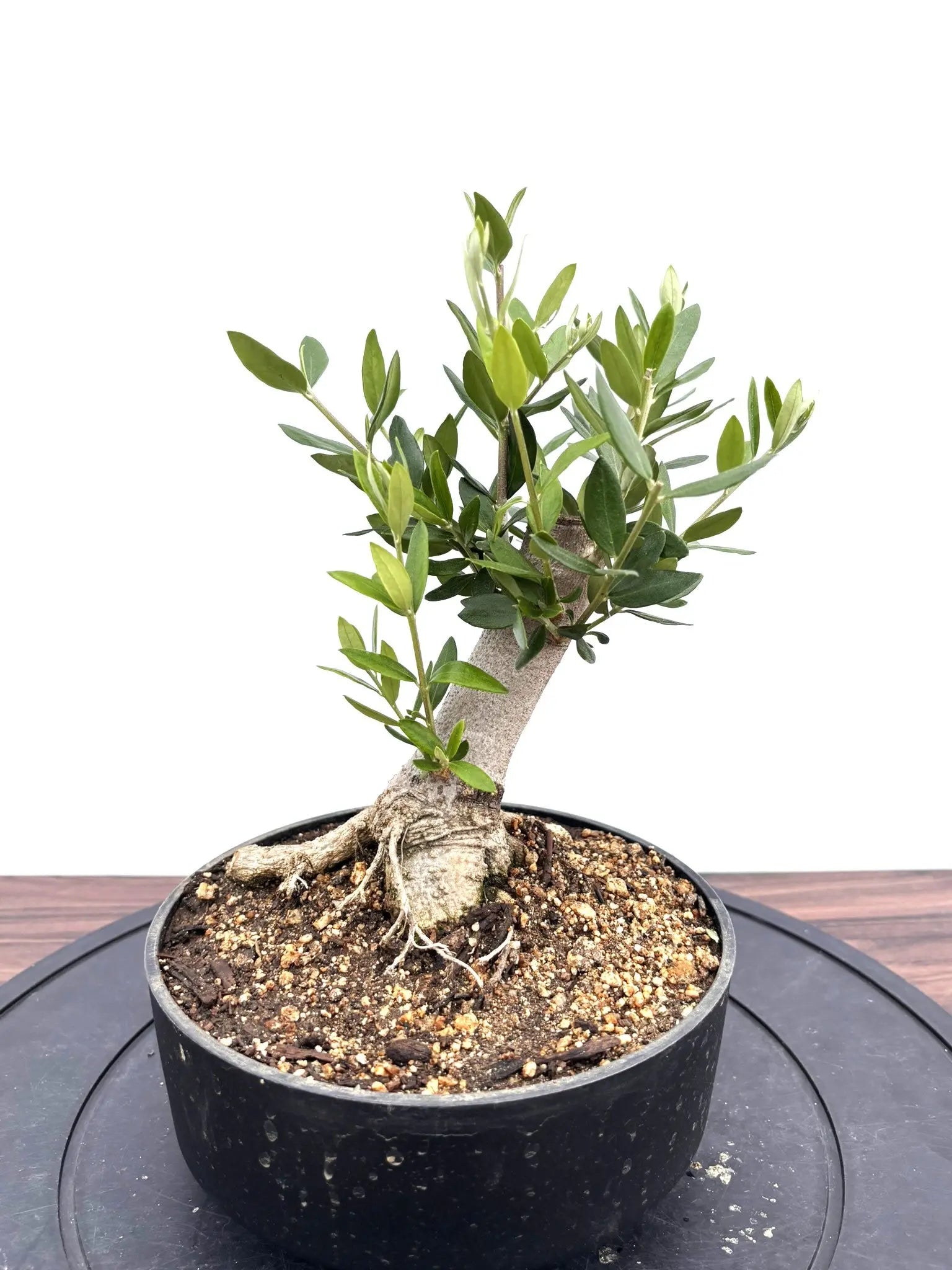 NEWルッカ（オリーブの木）【盆栽風】｜XSサイズ｜NO.10788｜約28cm