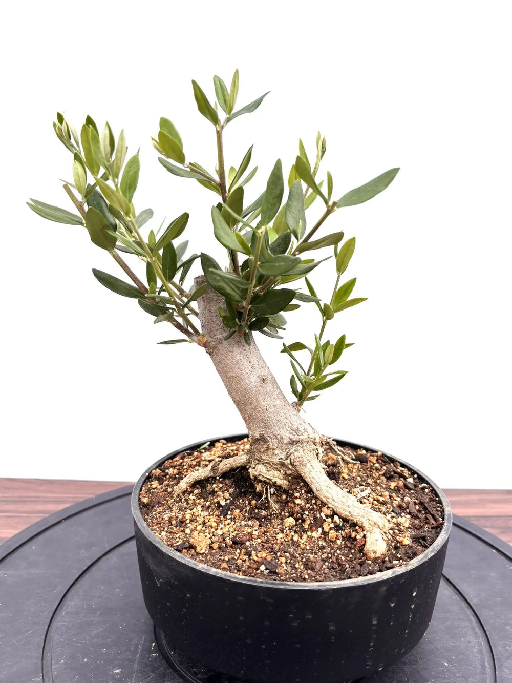 オリーブの木｜全サイズ・全品種一覧｜鶴亀園公式通販 – タグ