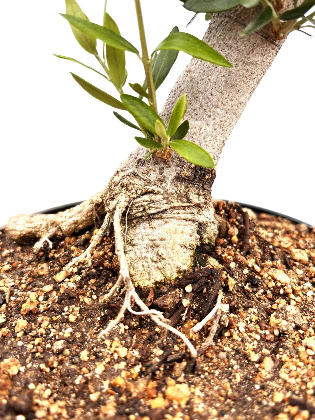 NEWルッカ（オリーブの木）【盆栽風】｜XSサイズ｜NO.10788｜約28cm