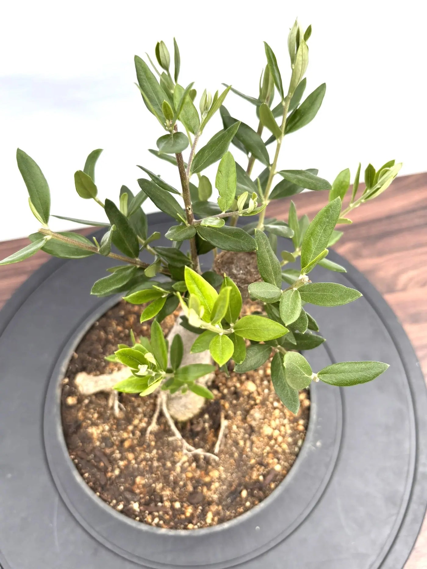 NEWルッカ（オリーブの木）【盆栽風】｜XSサイズ｜NO.10788｜約28cm