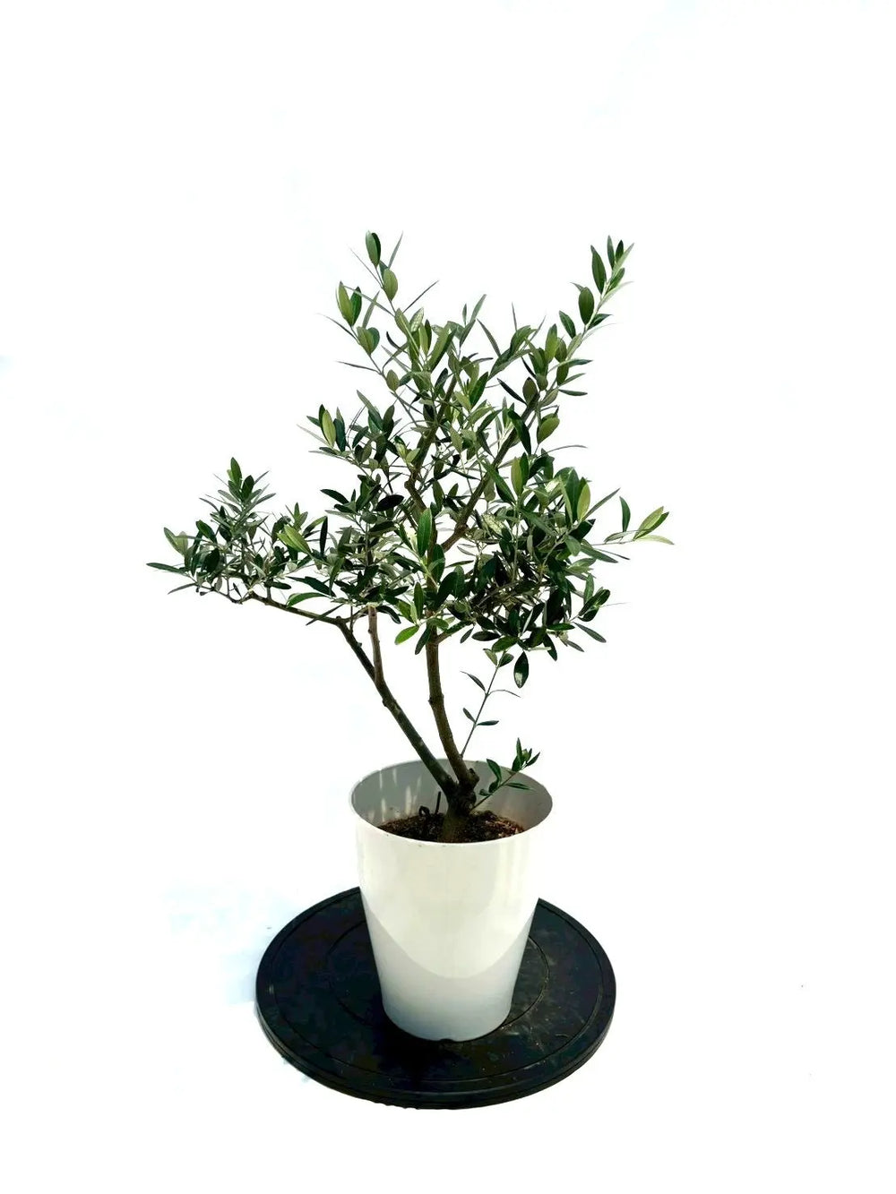 オリーブの木（全商品）｜写真の木をそのままお届け［現品販売］｜鶴亀