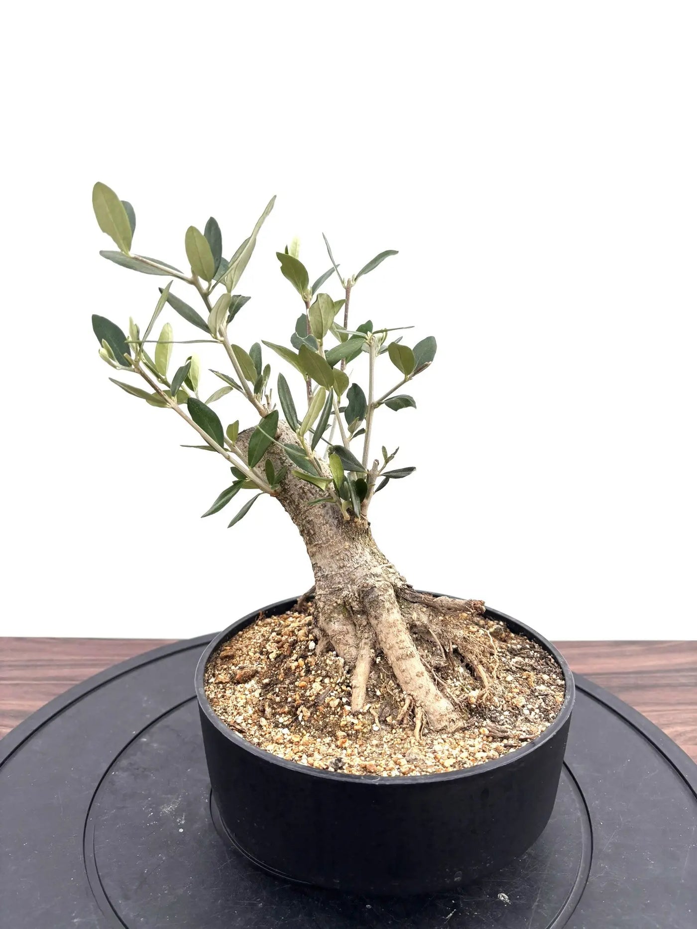 NEWルッカ（オリーブの木）【盆栽風】｜XSサイズ｜NO.10790｜約37cm