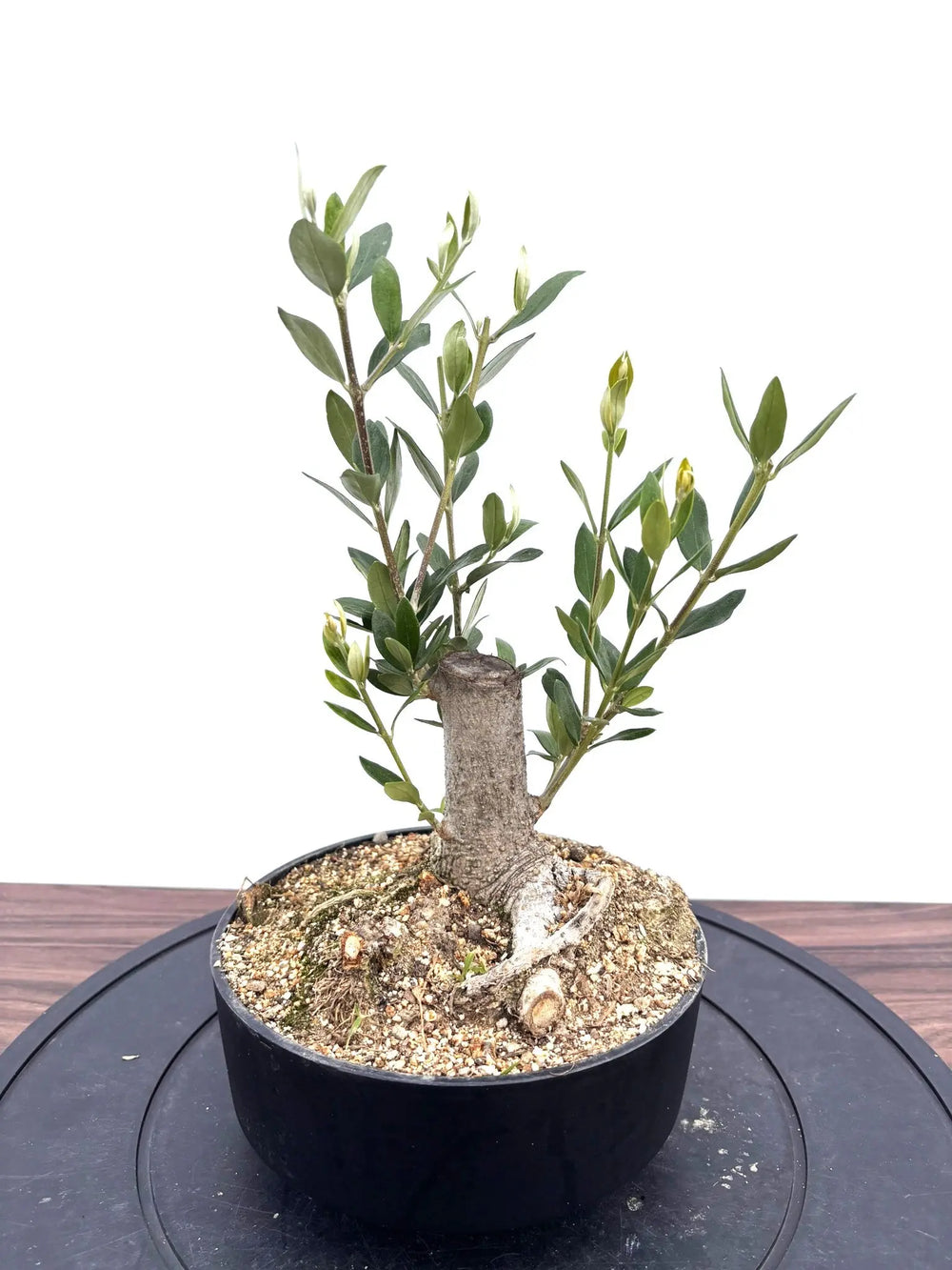 盆栽風オリーブの木 - 株式会社鶴亀園
