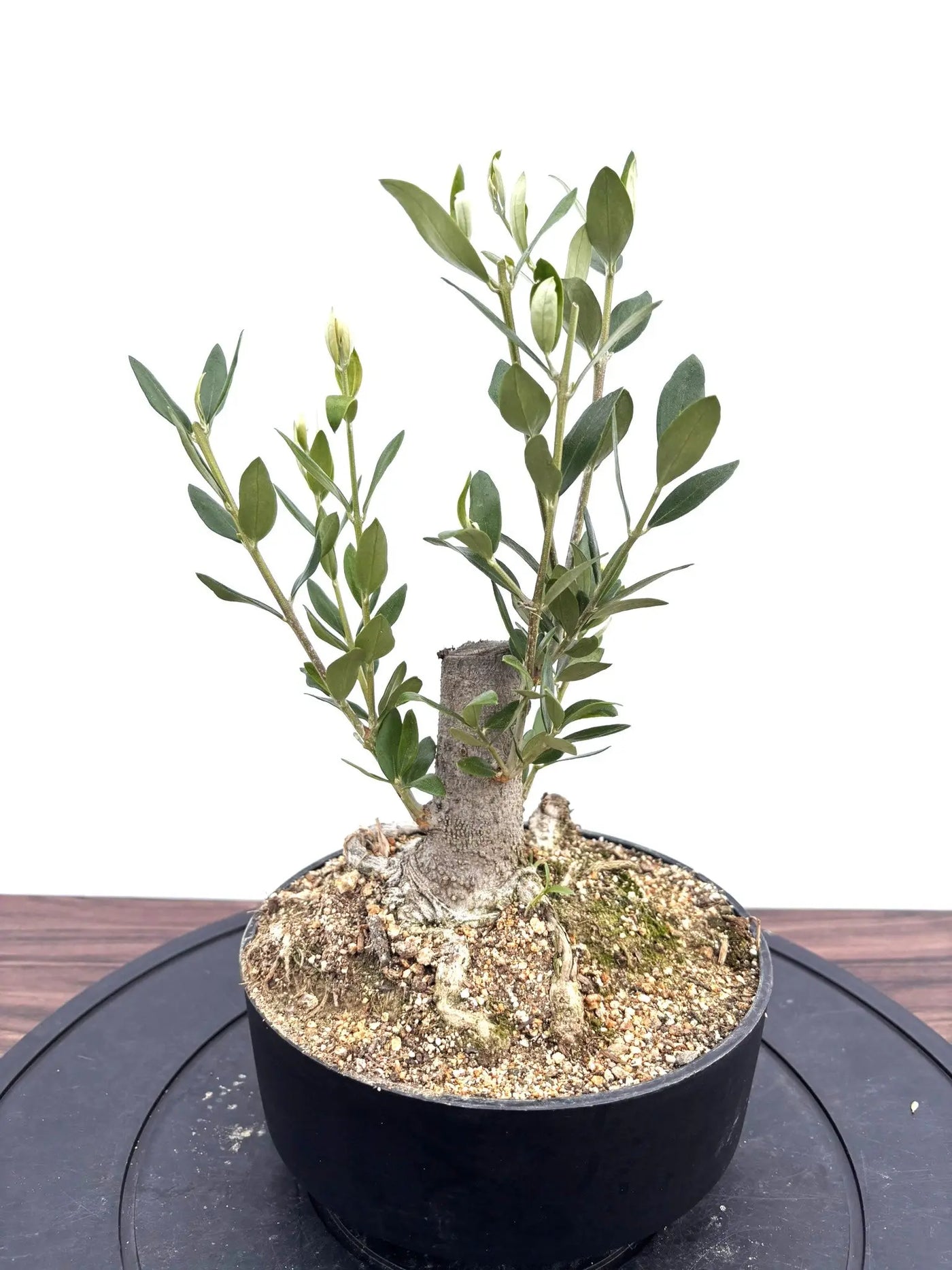 NEWルッカ（オリーブの木）【盆栽風】｜XSサイズ｜NO.10791｜約cm