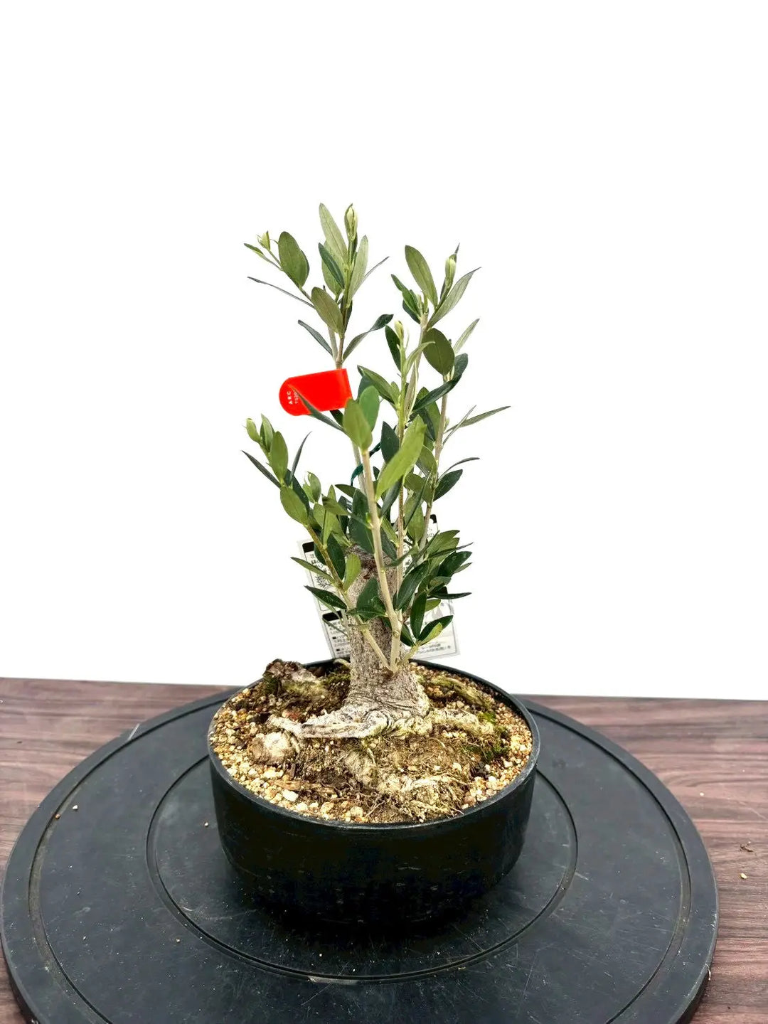 オリーブの木 ルッカ 盆栽風 8号 約40cm 現品販売 NEWルッカ（オリーブの木）【盆栽風】｜XSサイズ｜NO.10791｜約cm