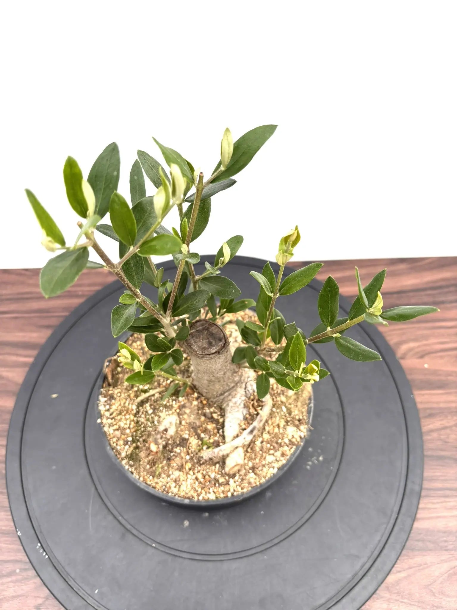 NEWルッカ（オリーブの木）【盆栽風】｜XSサイズ｜NO.10791｜約cm