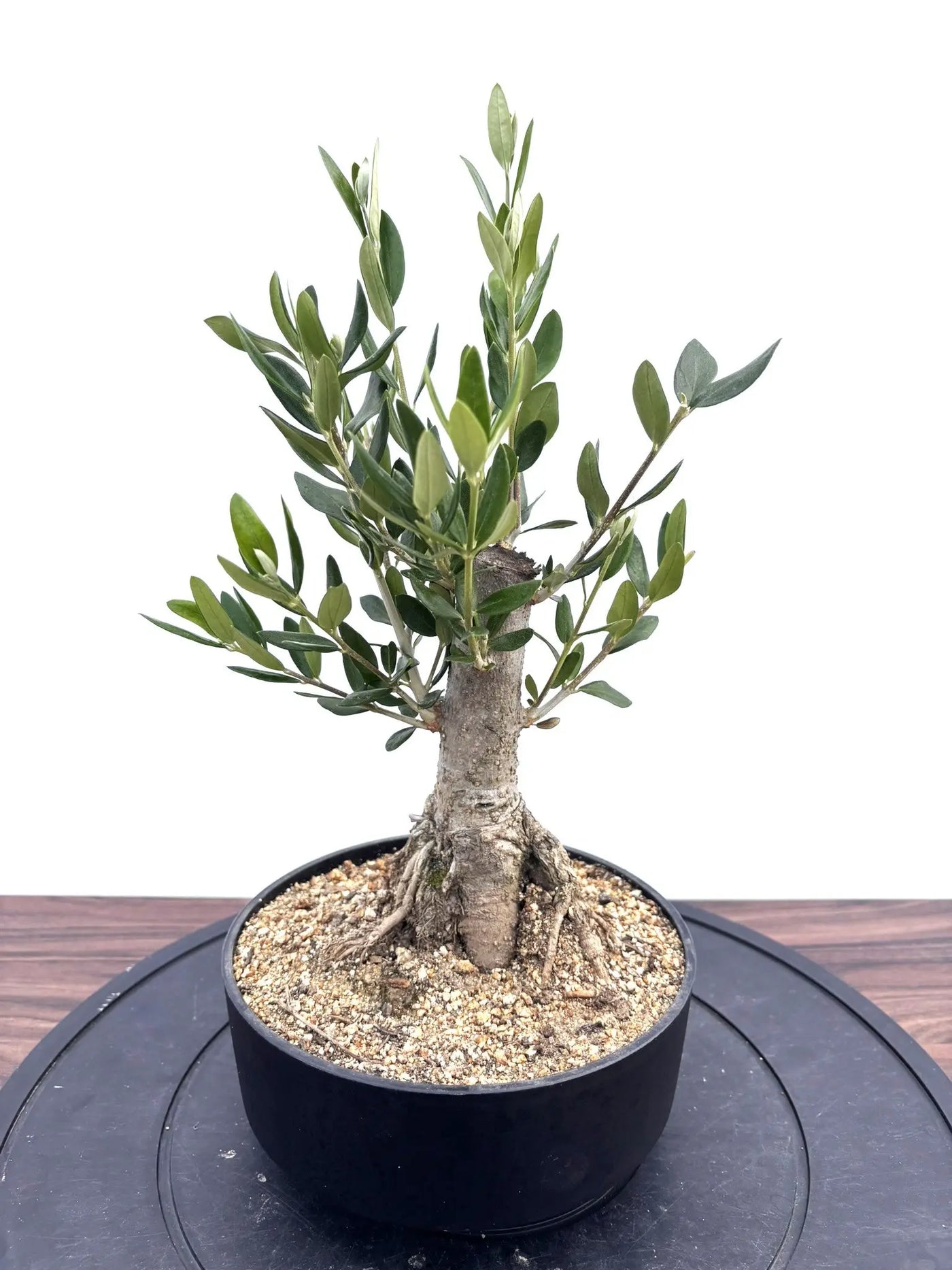 オリーブの木　盆栽 NEWルッカ（オリーブの木）【盆栽風】｜XSサイズ｜NO.10792｜約36cm