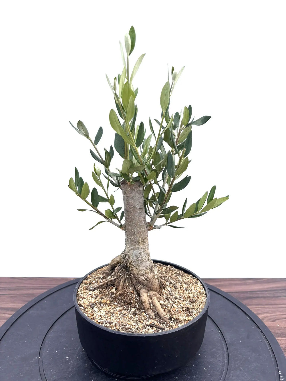 オリーブの木｜全サイズ・全品種一覧｜鶴亀園公式通販 – 株式会社鶴亀園