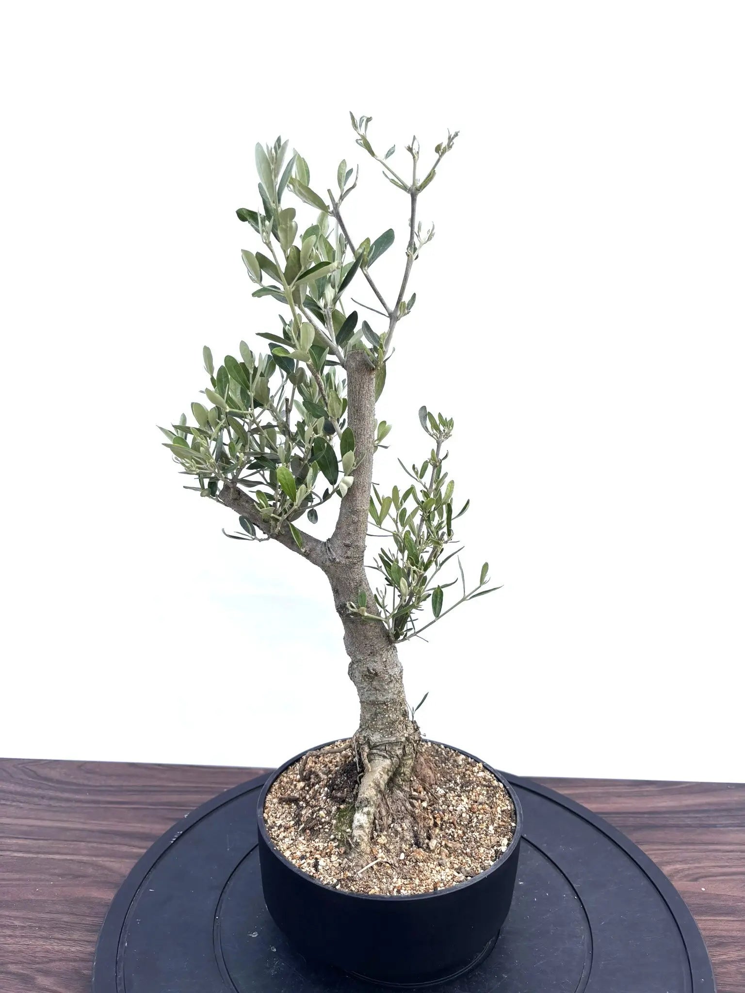 オリーブの木　盆栽 楽天市場】【数量限定】【千寿盆栽】 オリーブ（盆栽仕立て） 3号