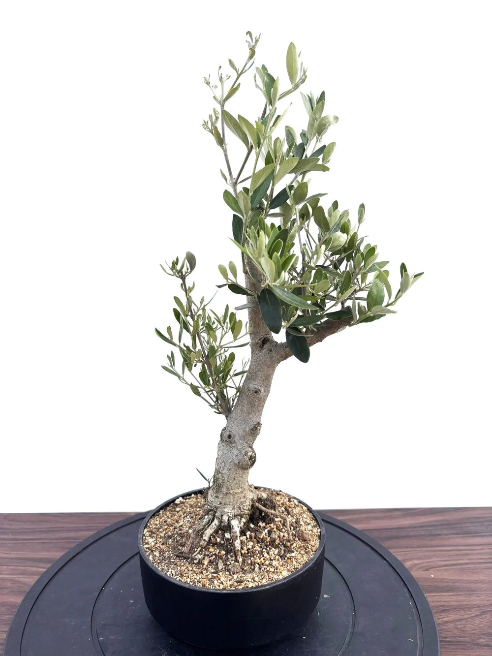 盆栽風オリーブの木 - 株式会社鶴亀園