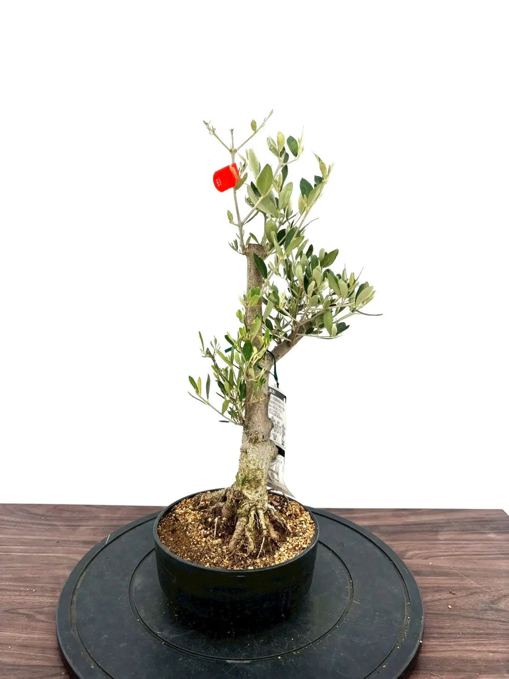オリーブの木（全商品）｜写真の木をそのままお届け［現品販売］｜鶴亀