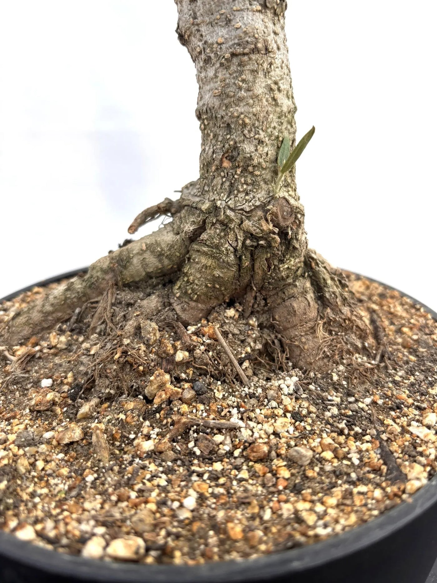 NEWルッカ（オリーブの木）【盆栽風】｜XSサイズ｜NO.10793｜約48cm