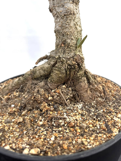 NEWルッカ（オリーブの木）【盆栽風】｜XSサイズ｜NO.10793｜約48cm