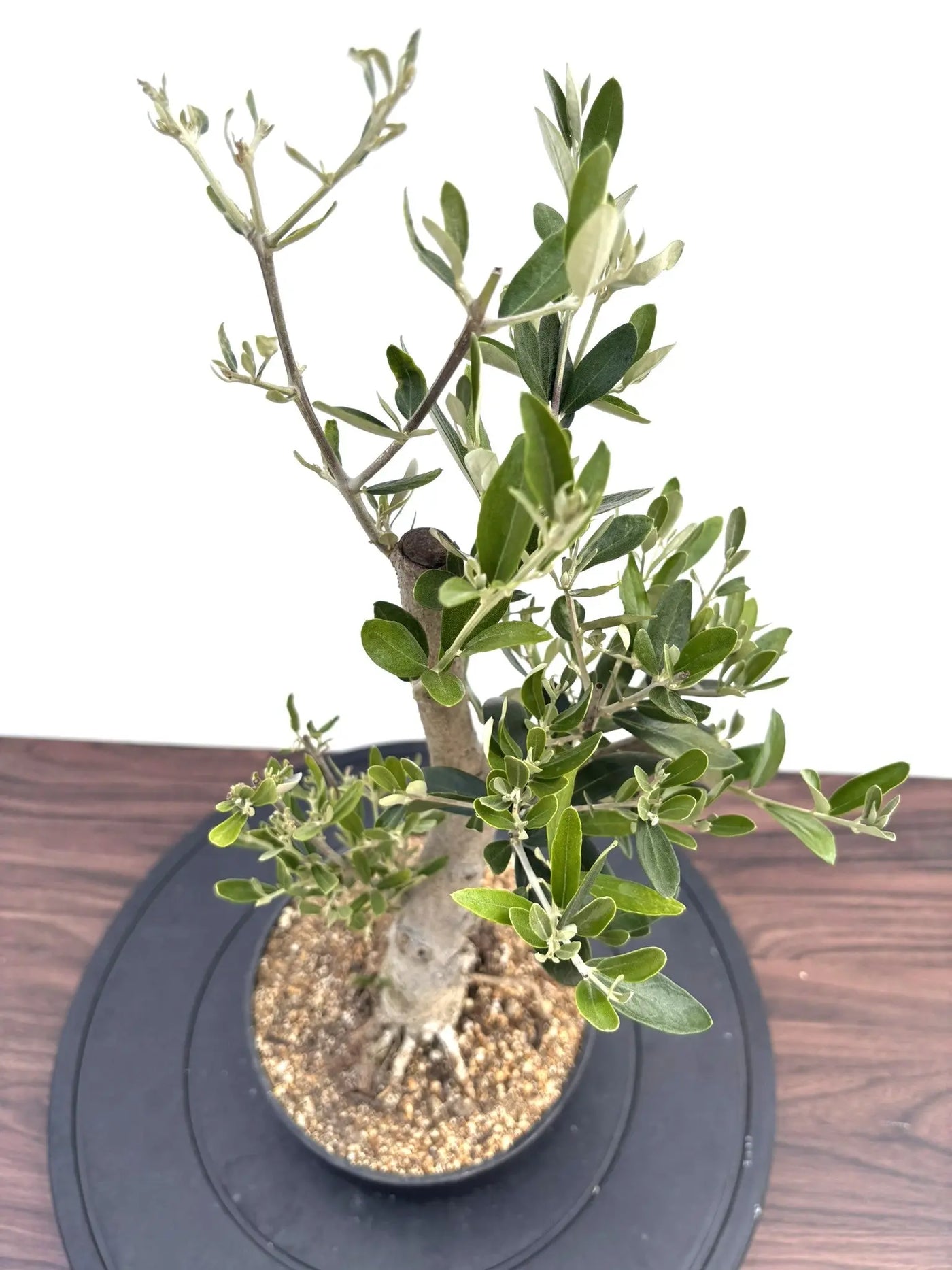 NEWルッカ（オリーブの木）【盆栽風】｜XSサイズ｜NO.10793｜約48cm