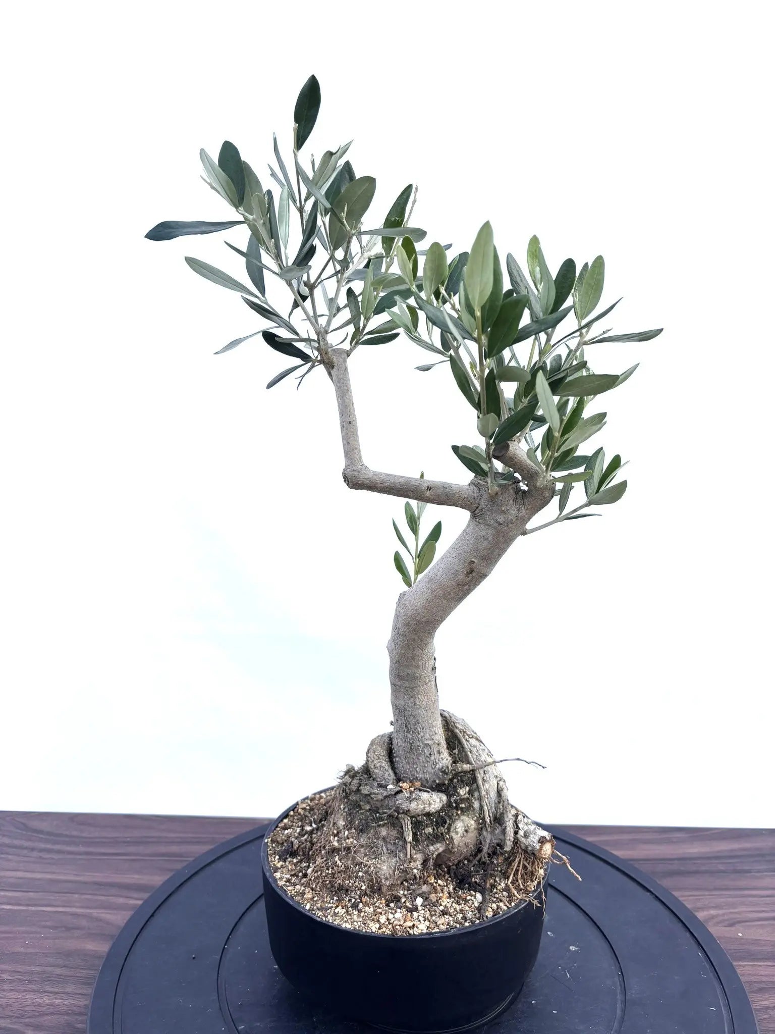 盆栽 NEWルッカ（オリーブの木）【盆栽風】｜XSサイズ｜NO.10794｜約50cm