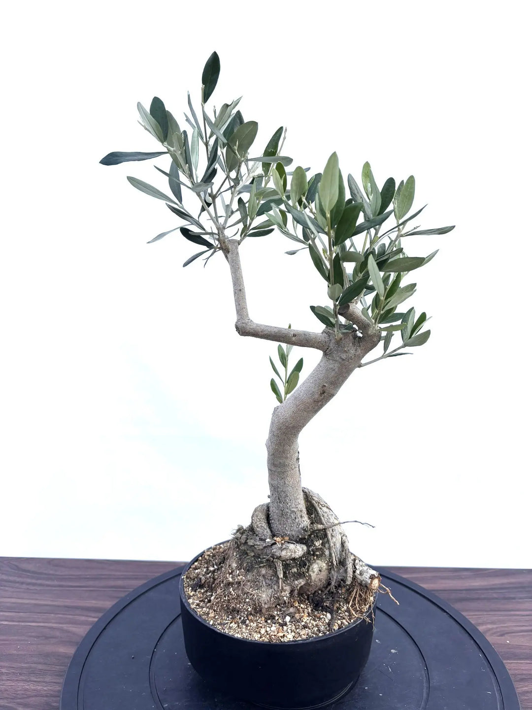 NEWルッカ（オリーブの木）【盆栽風】｜XSサイズ｜NO.10794｜約50cm