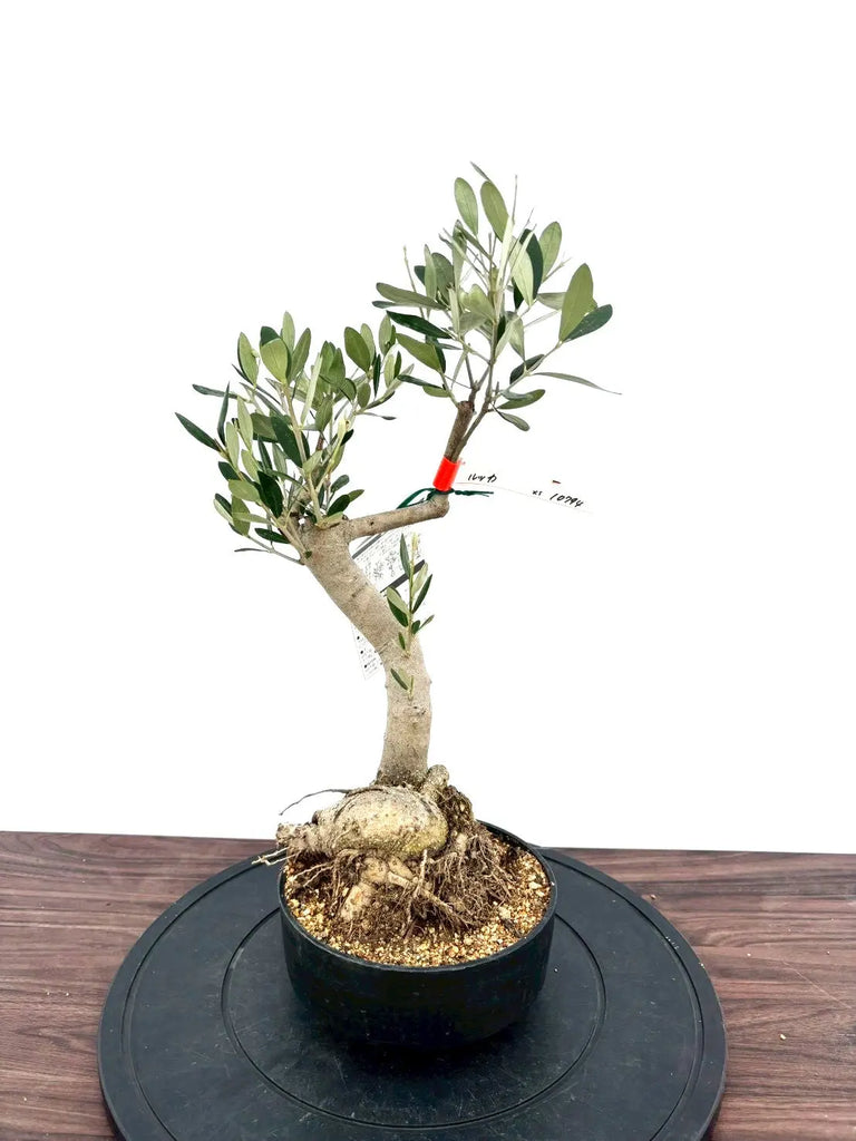 観葉植物 オリーブの木 ルッカ 盆栽風 5号 約30cm NO.1089 現品 人気