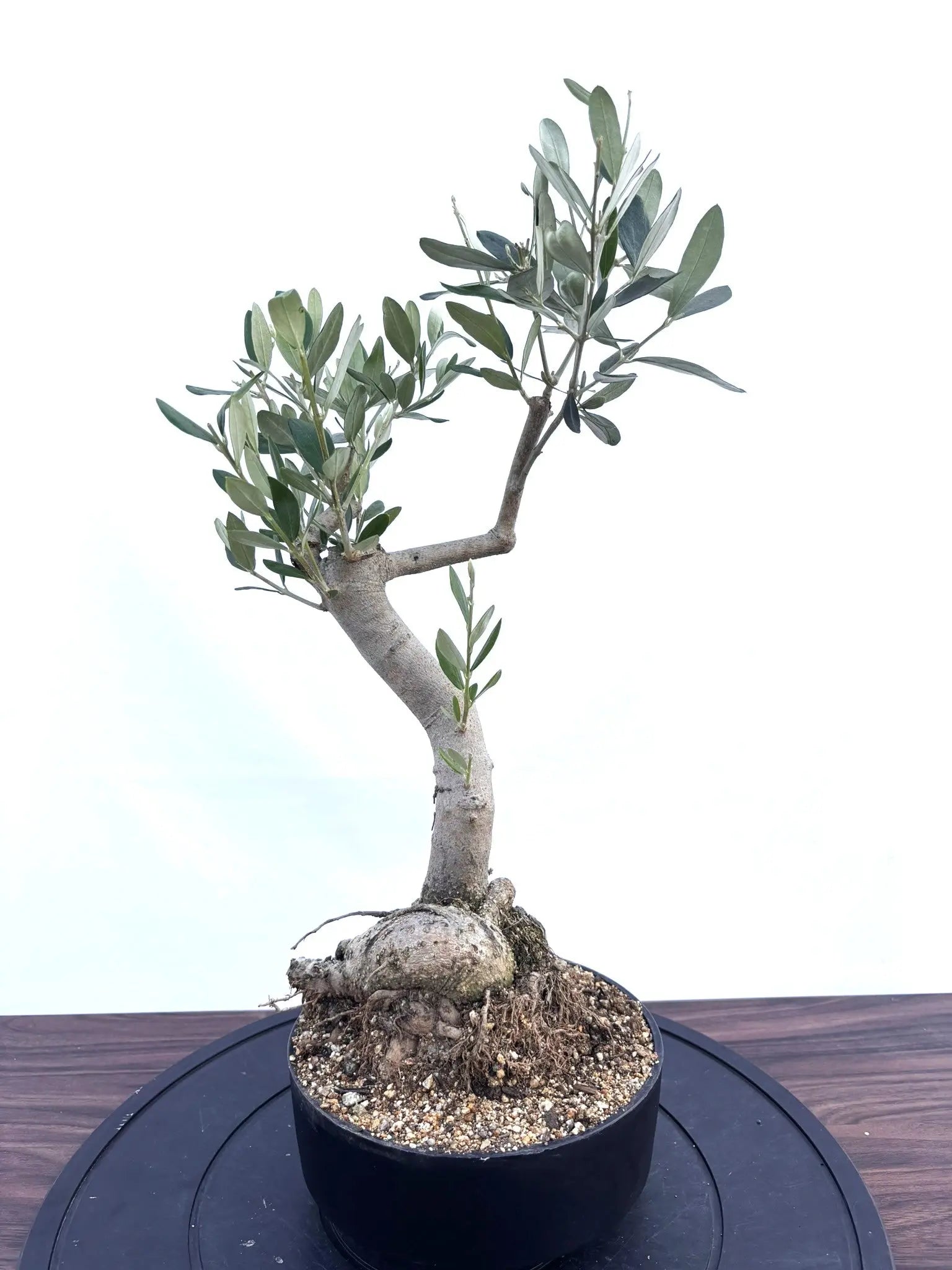 NEWルッカ（オリーブの木）【盆栽風】｜XSサイズ｜NO.10794｜約50cm