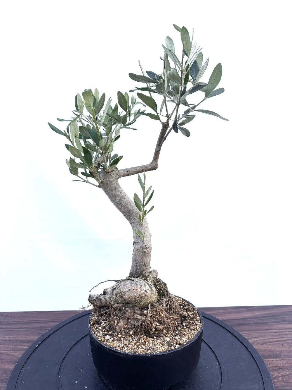 盆栽風オリーブの木 - 株式会社鶴亀園