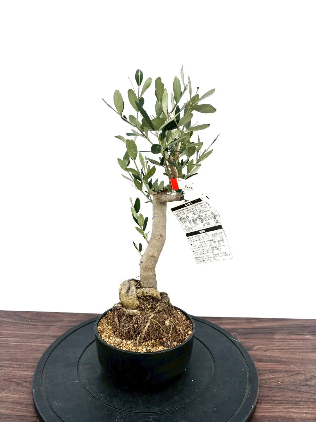 オリーブの木　ルッカ　盆栽風　8号　約45cm　NO.769　人気品種　現品掲載 NEWルッカ（オリーブの木）【盆栽風】｜XSサイズ｜NO.10794｜約50cm