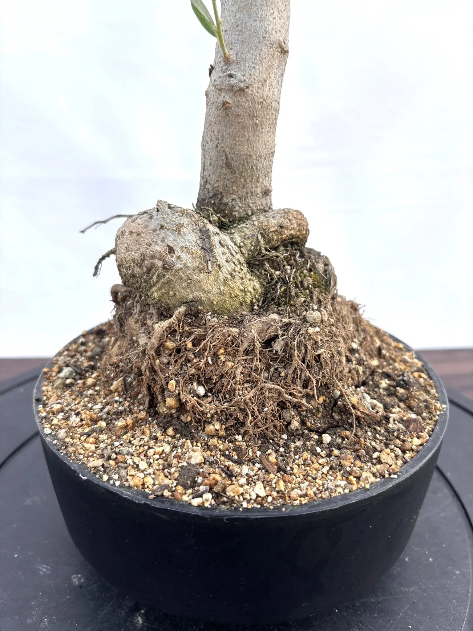 オリーブの木 盆栽風 ルッカ 8号 約40cm NO.766 人気品種 現品掲載