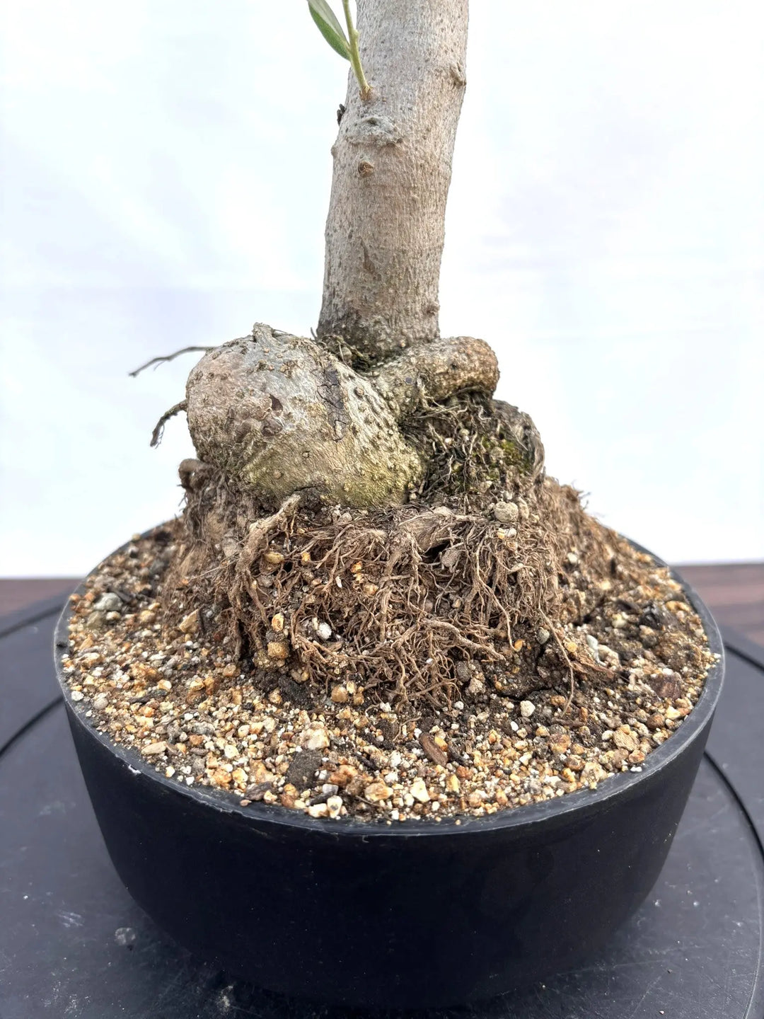 NEWルッカ（オリーブの木）【盆栽風】｜XSサイズ｜NO.10794｜約50cm