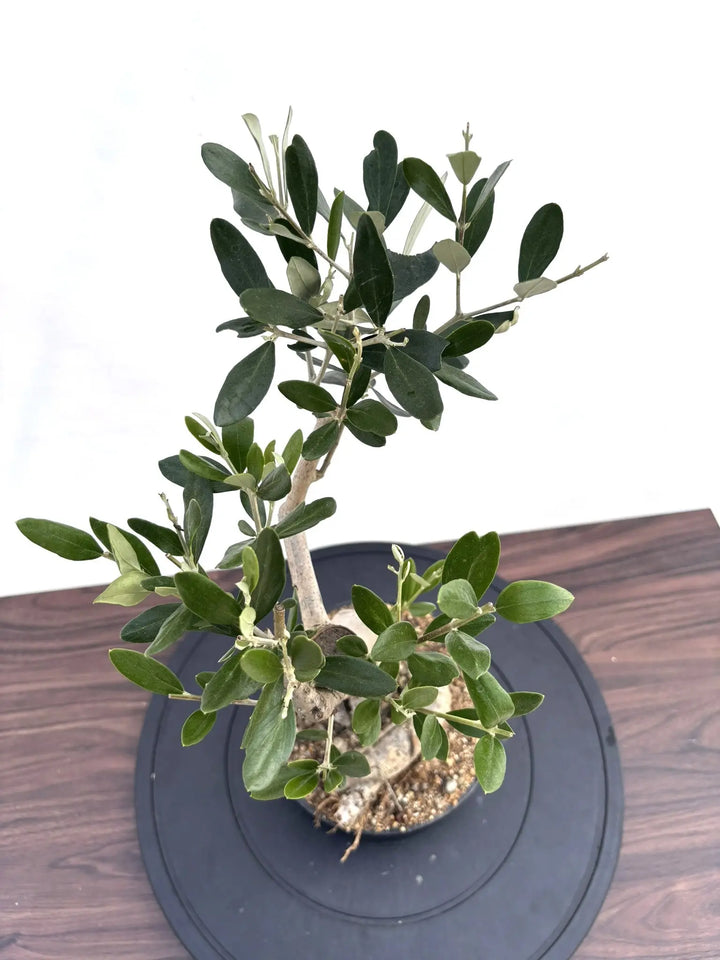 NEWルッカ（オリーブの木）【盆栽風】｜XSサイズ｜NO.10794｜約50cm