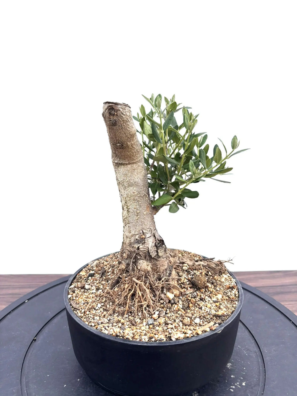 盆栽風オリーブの木 - 株式会社鶴亀園