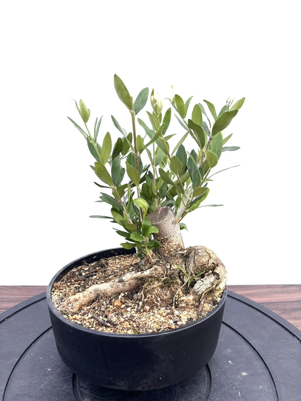 オリーブの木　盆栽 盆栽風オリーブの木 - 株式会社鶴亀園