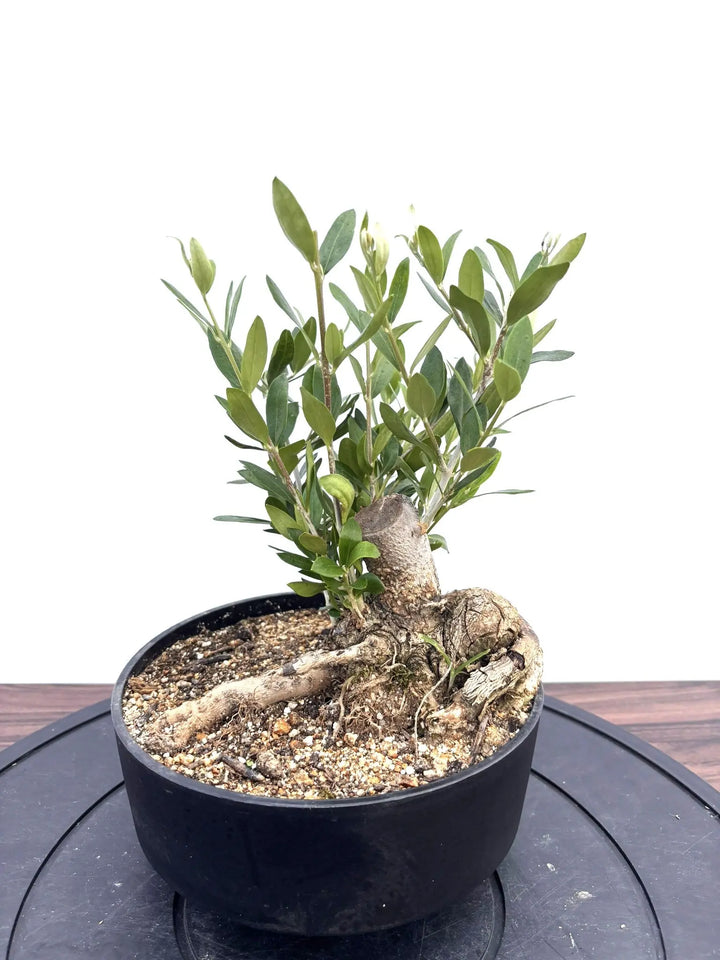 NEWルッカ（オリーブの木）【盆栽風】｜XSサイズ｜NO.10796｜約30cm