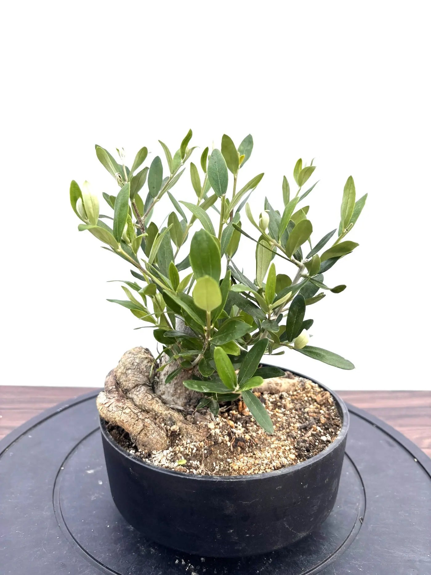 NEWルッカ（オリーブの木）【盆栽風】｜XSサイズ｜NO.10796｜約30cm