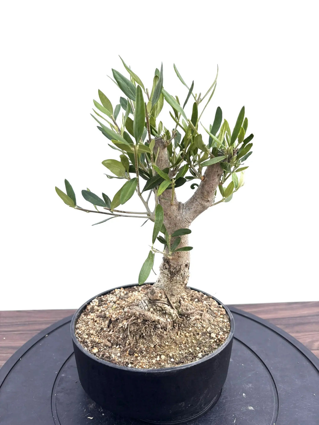 NEWルッカ（オリーブの木）【盆栽風】｜XSサイズ｜NO.10797｜約35cm