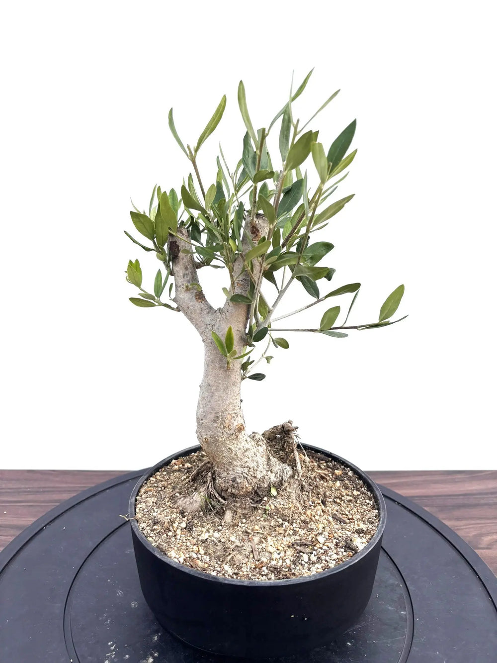 オリーブの木｜全サイズ・全品種一覧｜鶴亀園公式通販 – 株式会社鶴亀園