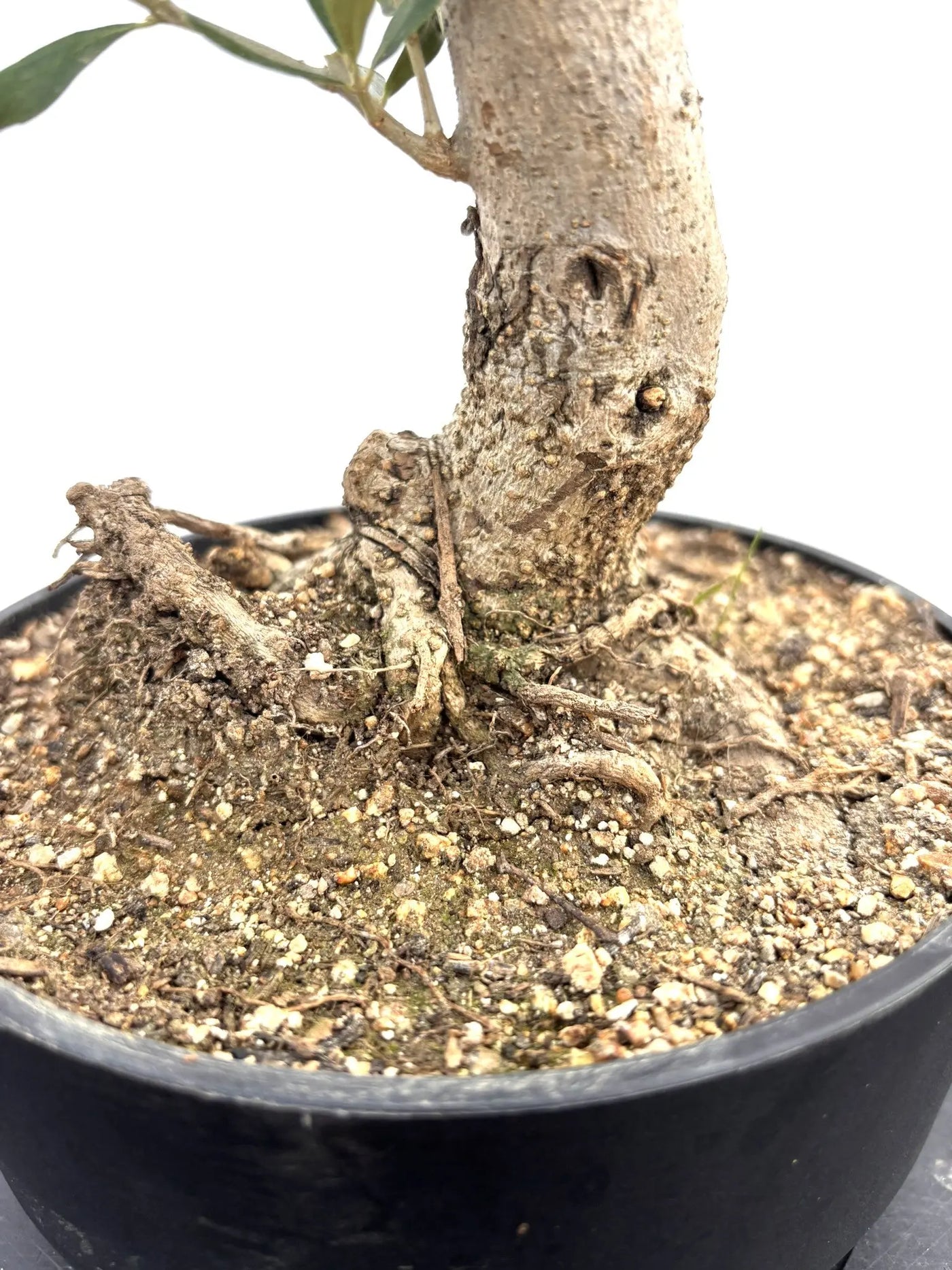 NEWルッカ（オリーブの木）【盆栽風】｜XSサイズ｜NO.10797｜約35cm