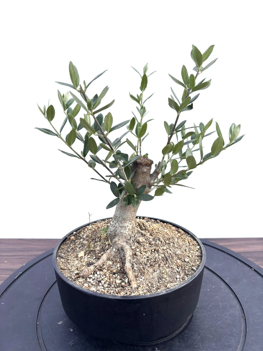 おすすめのオリーブの木 - 株式会社鶴亀園