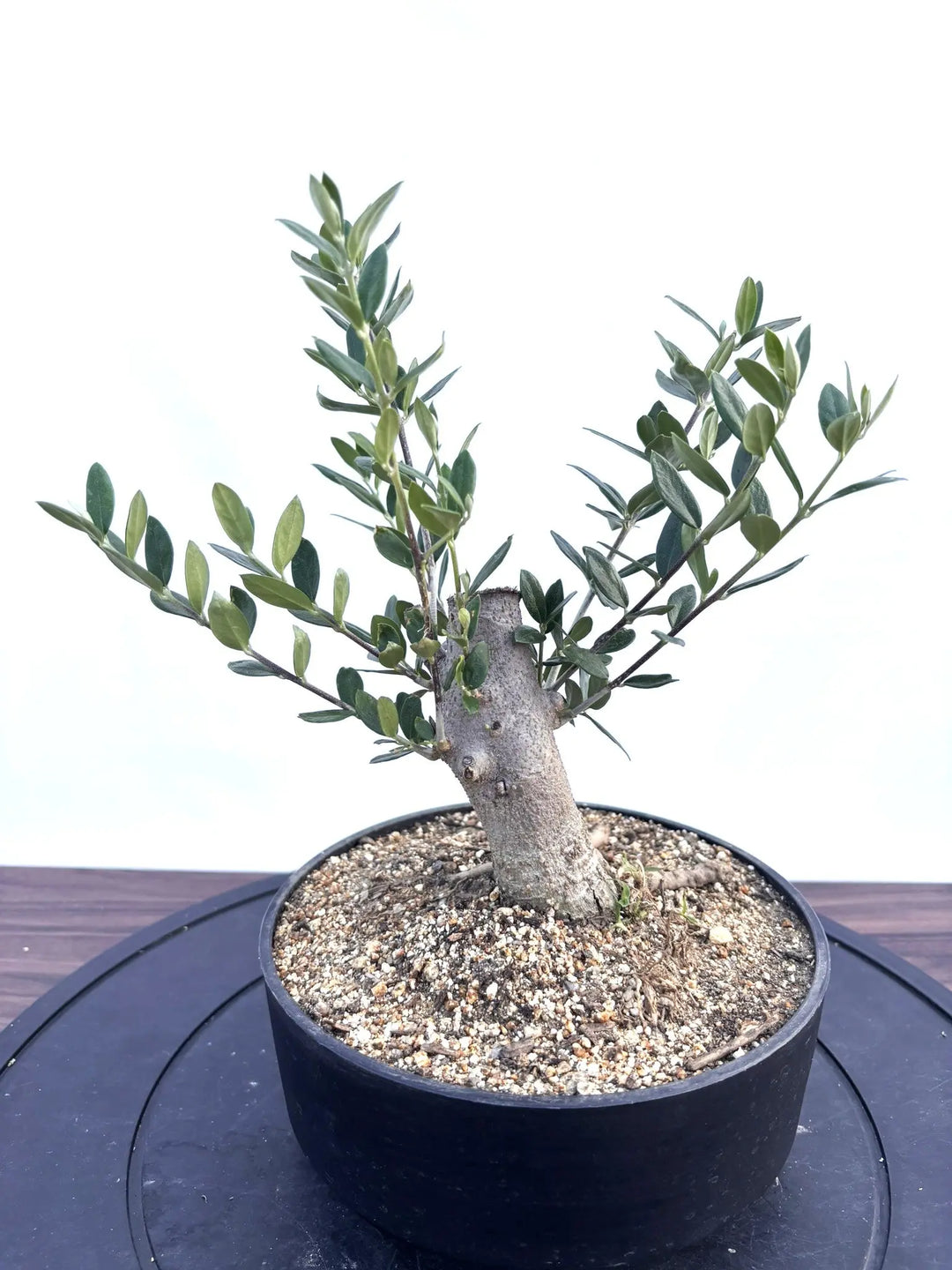 NEWルッカ（オリーブの木）【盆栽風】｜XSサイズ｜NO.10798｜約30cm