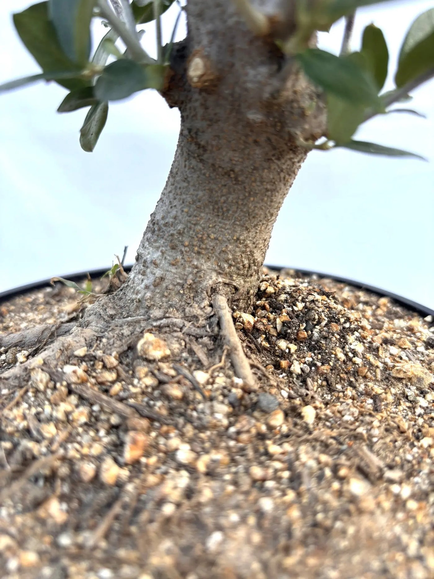 NEWルッカ（オリーブの木）【盆栽風】｜XSサイズ｜NO.10798｜約30cm