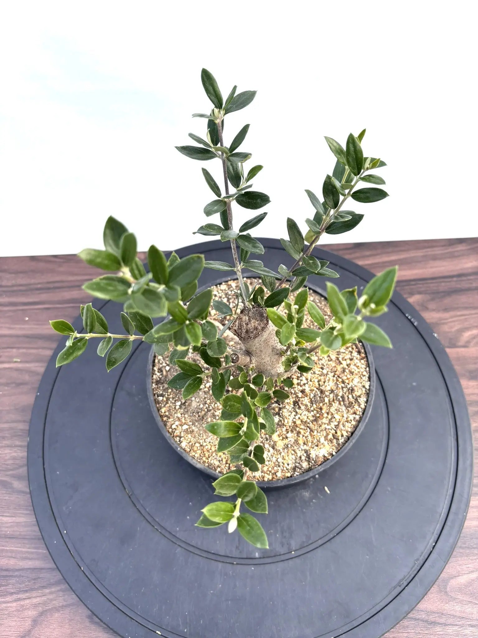 NEWルッカ（オリーブの木）【盆栽風】｜XSサイズ｜NO.10798｜約30cm