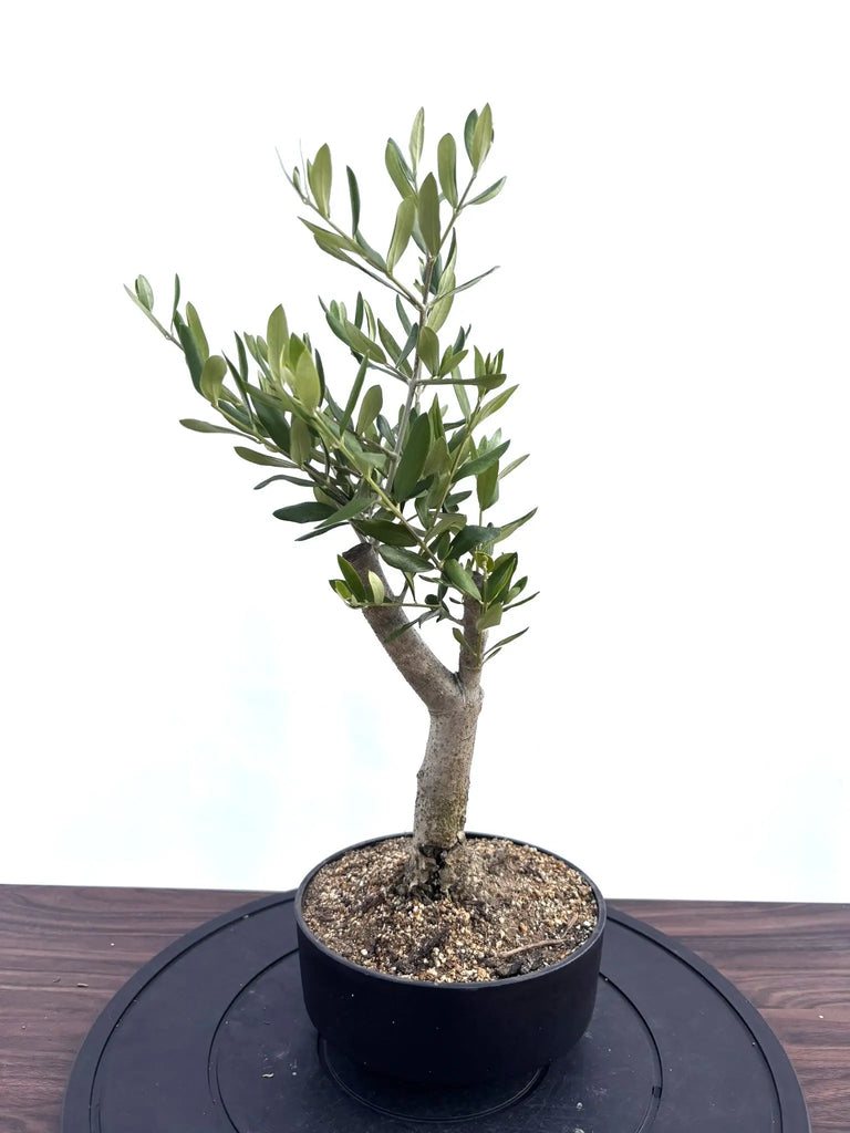 オリーブの木 コラチナ 盆栽風 8号 約50cm 現品販売 NEWルッカ（オリーブの木）【盆栽風】｜XSサイズ｜NO.10799｜約50cm