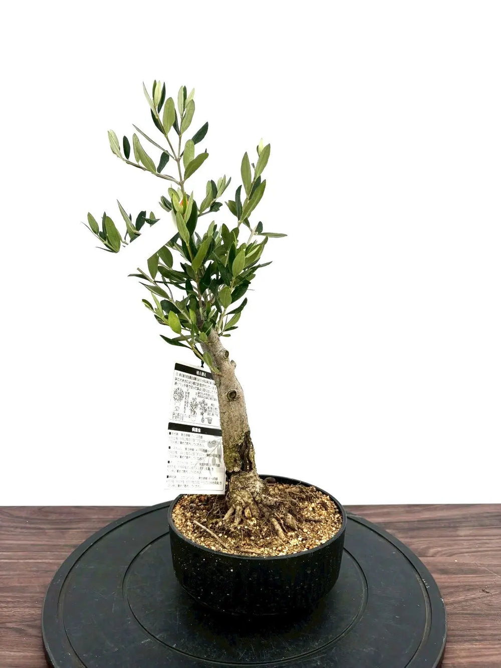 オリーブの木（全商品）｜写真の木をそのままお届け［現品販売］｜鶴亀