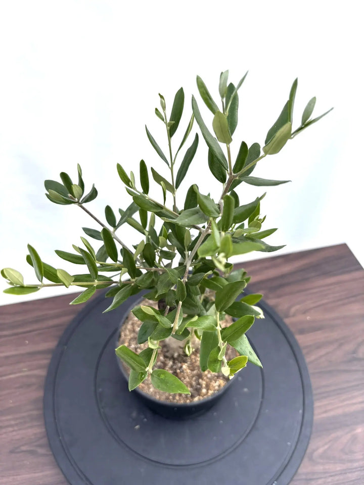 NEWルッカ（オリーブの木）【盆栽風】｜XSサイズ｜NO.10799｜約50cm