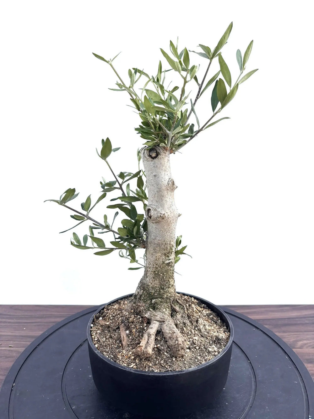 オリーブの木｜全サイズ・全品種一覧｜鶴亀園公式通販 – タグ