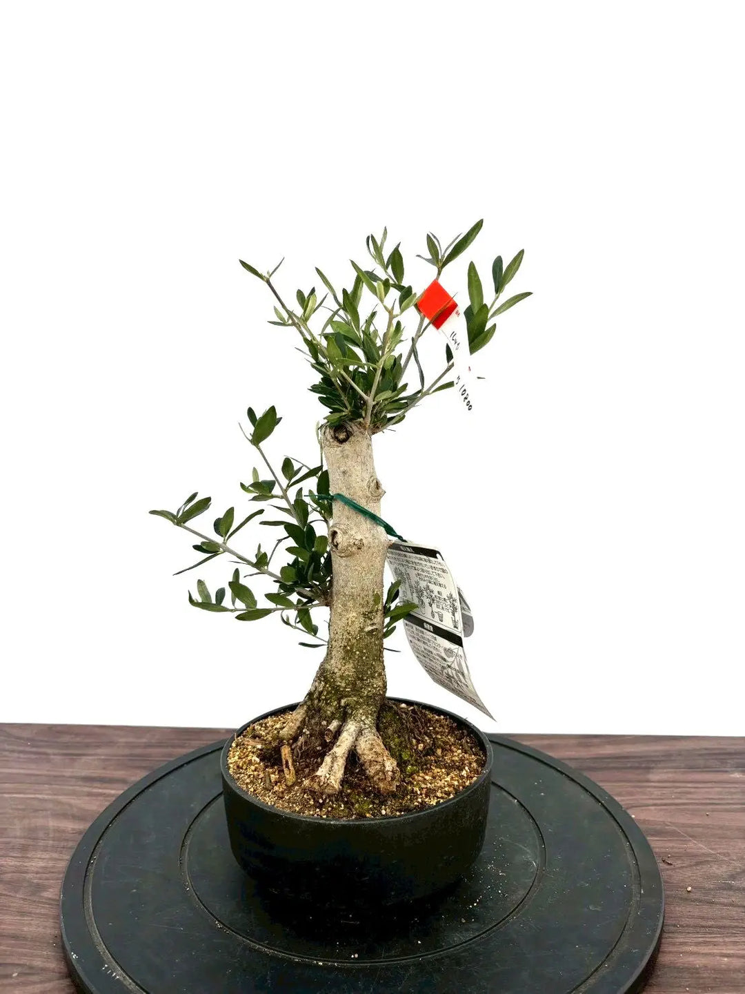 盆栽風オリーブ(幹太・切り株風仕立て)観葉植物 盆栽風オリーブ(幹太・切り株風仕立て)観葉植物 【公式通販】