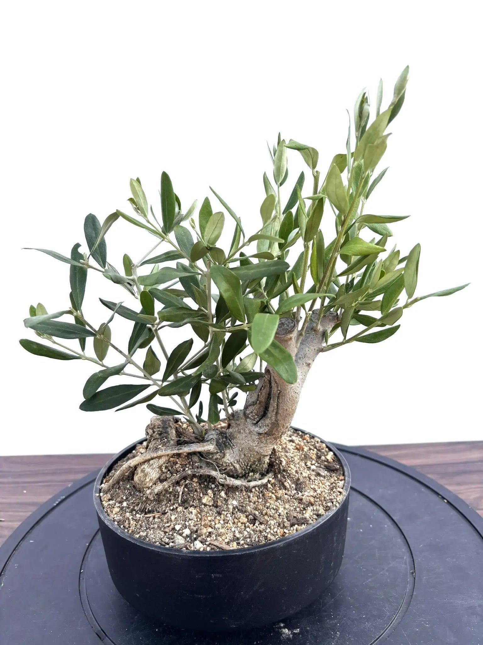NEWルッカ（オリーブの木）【盆栽風】｜XSサイズ｜NO.10801｜約30cm