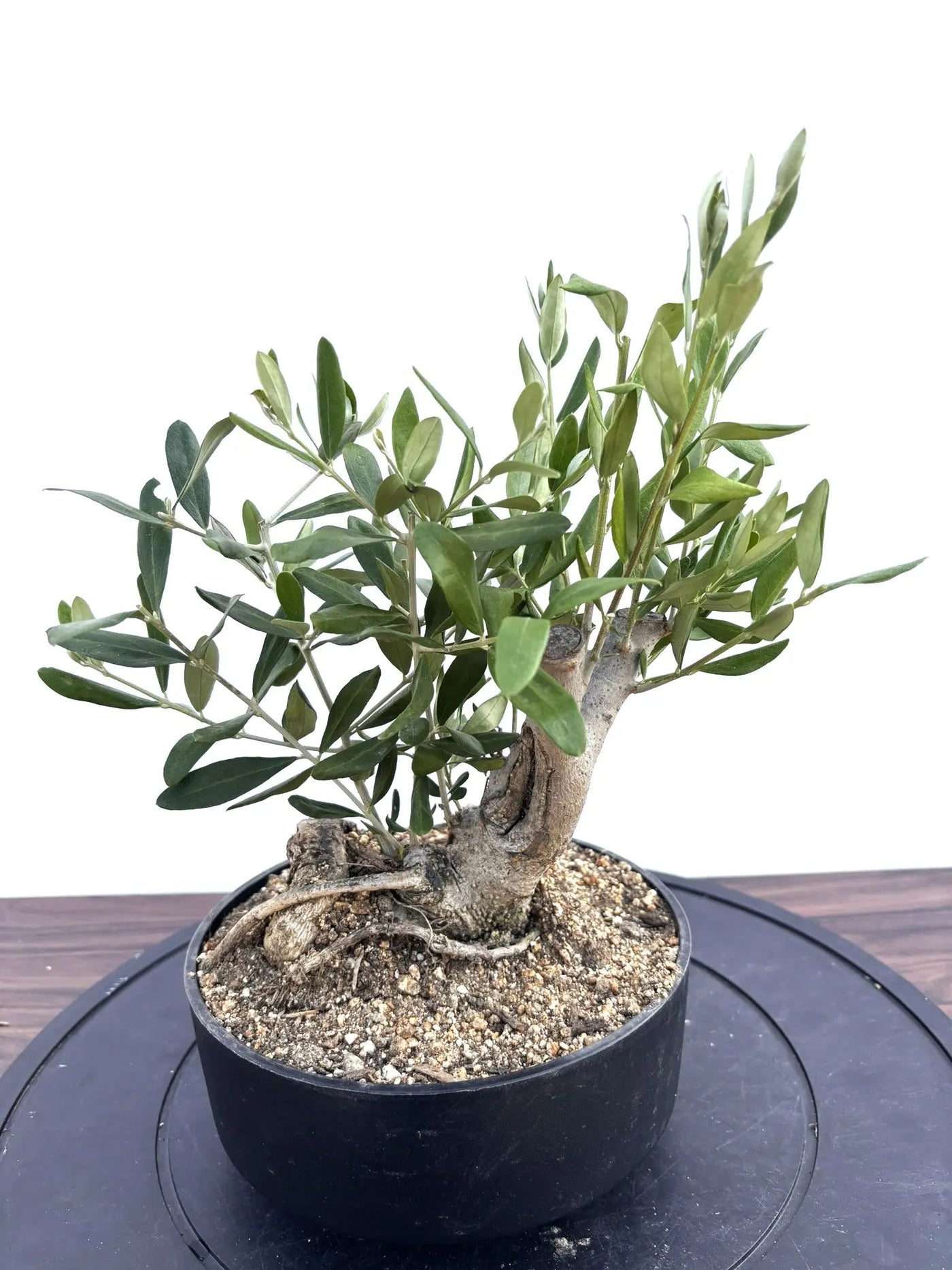 NEWルッカ（オリーブの木）【盆栽風】｜XSサイズ｜NO.10801｜約30cm