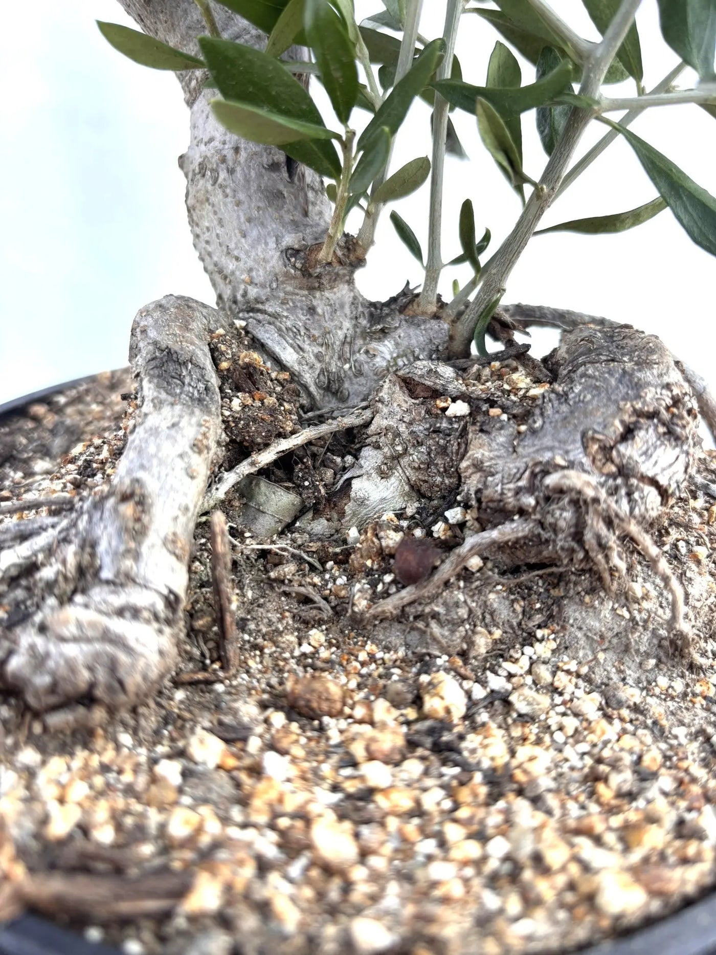 NEWルッカ（オリーブの木）【盆栽風】｜XSサイズ｜NO.10801｜約30cm