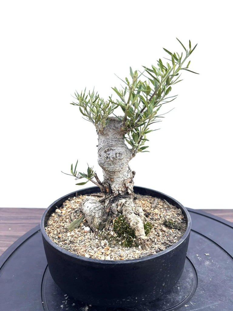 NEWルッカ（オリーブの木）【盆栽風】｜XSサイズ｜NO.10802｜約30cm