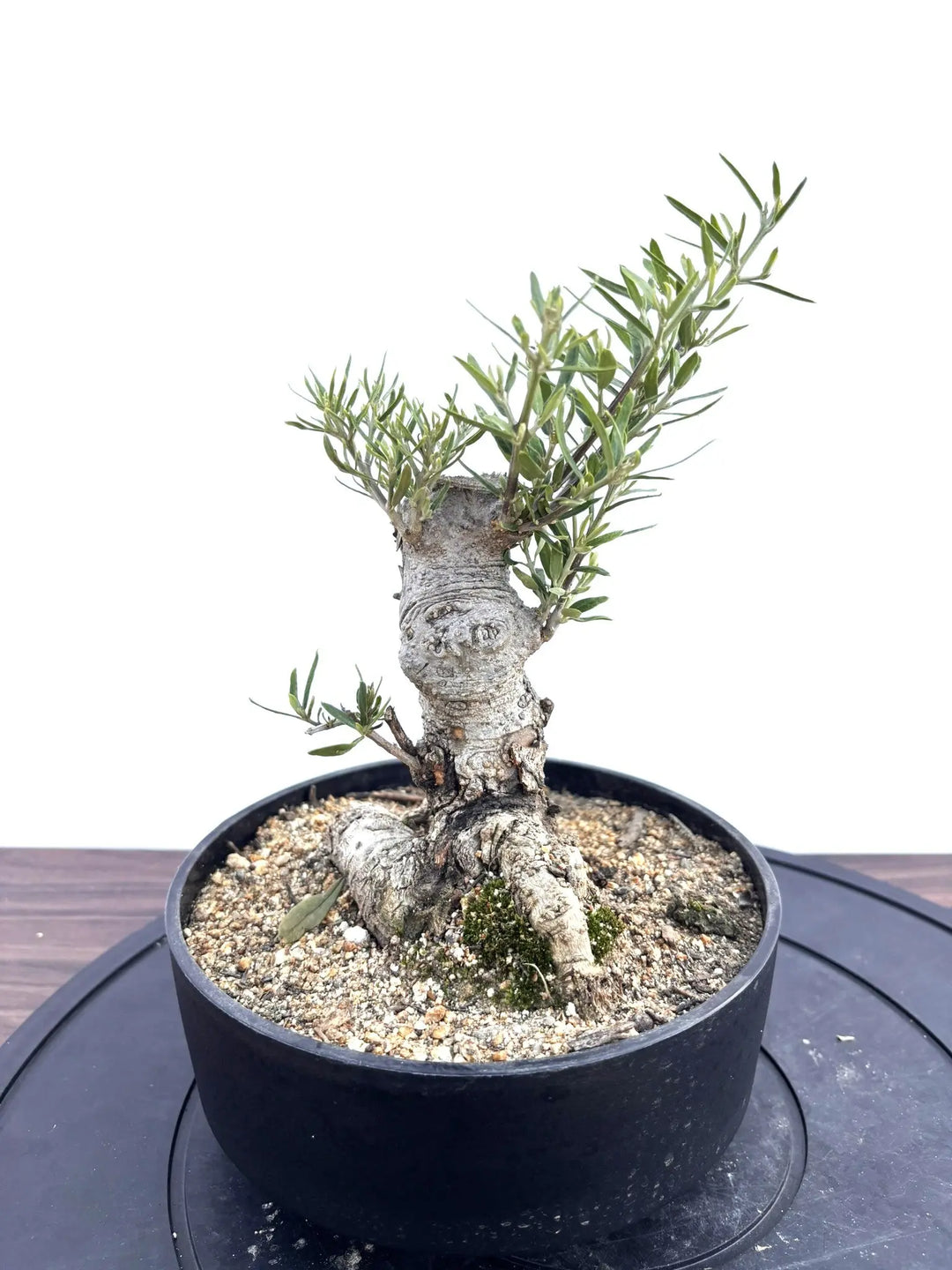 NEWルッカ（オリーブの木）【盆栽風】｜XSサイズ｜NO.10802｜約30cm
