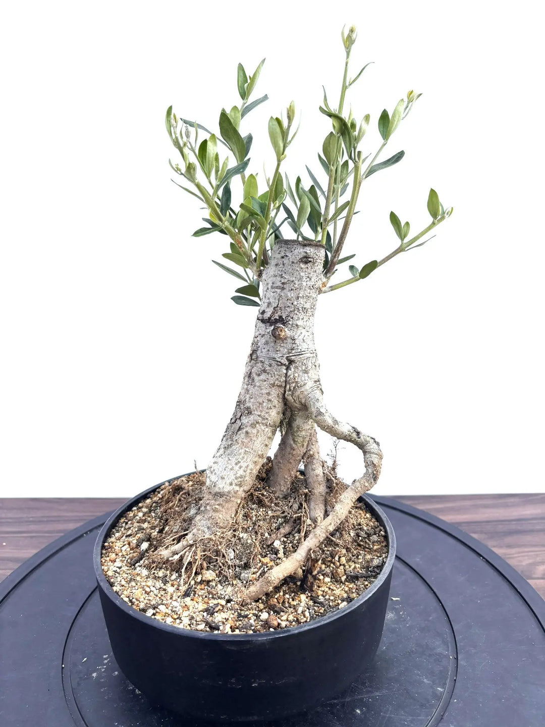 オリーブの木　盆栽 オリーブの木 盆栽仕立て