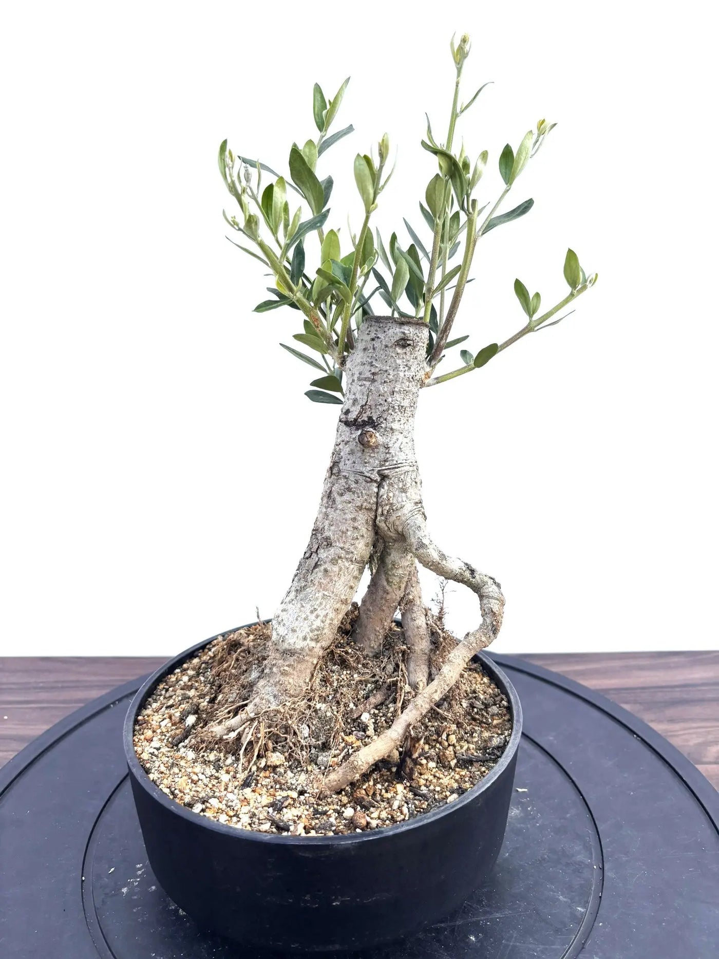 オリーブの木　盆栽 NEWルッカ（オリーブの木）【盆栽風】｜XSサイズ｜NO.10803｜約35cm